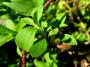 With Tobacco Sales Plummeting, US Farmers Look To Stevia, Healthier And More Profitable