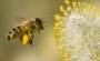 Wunder der Schöpfung - Anspruchsvolle Bienen-Flugmanöver enträtselt - <a href=