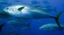 WWF Fisch-Ratgeber 2016: Diese Fische gehören nicht auf den Teller