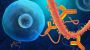 ZMapp: So wirkt das experimentelle Ebola-Mittel – Lifeline